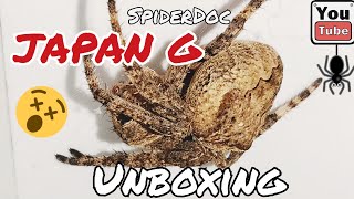 Gagambang JAPAN Araneus Ventricosus Unboxing Japan Spider Trivia [upl. by Sirmons523]