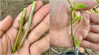 The secret to success when grafting Bougainvillea plants [upl. by Iarised]