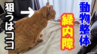 【動物整体】難治とされる緑内障には副交感神経を高めるマッサージで眼圧を下げましょう。 [upl. by Farny808]