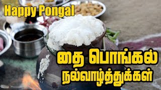 Pongal Celebration  தை பொங்கல் திருநாள்  Pongal celebration In village  Full Pongal Lunch Menu [upl. by Senskell]