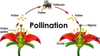 mode of reproduction in pollination plant breeding ki online class✍️✍️ [upl. by Carolyne]