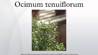 Ocimum tenuiflorum [upl. by Kra]