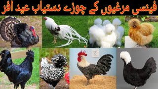 Fancy Hen Chikes Available Eid Offer 🐥 Turkey 🦃 Chikes Available [upl. by Karel]