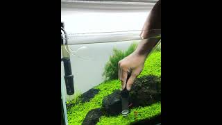 How I vacuum my aquasoil substrate full of HC cuba carpet plant [upl. by Ymarej]