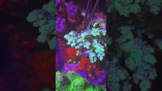 Kenya tree  how to frag reef coral kenyatree softcoral frag saltwater [upl. by Ayamat]