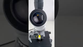 Marinated egg yolk magnified 400 times is surprisingshorts fyp science microscope shortsvideo [upl. by Vogele111]