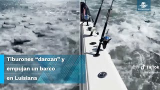 Hambrientos tiburones acechan embarcación de pescadores en EU [upl. by Nedearb]