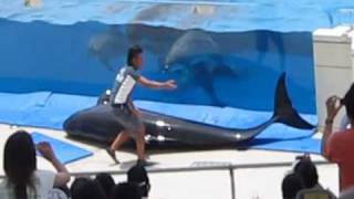 Dolphin Tries to Escape Video 1 [upl. by Annairba]