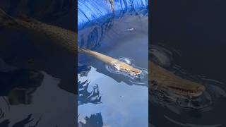 Alligator gar🐊 new tank  shorts monsterfish fish alligatorgar youtubeshorts [upl. by Yeneffit626]