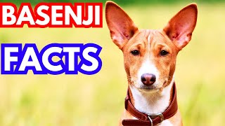 Basenji  Top 10 Facts [upl. by Ellemrac]