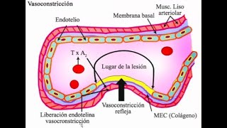 FISIOLOGÍA DE LA HEMOSTASIA COMPONENTES Y PRUEBAS [upl. by Eseuqram]