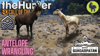 Antelope Wrangling Sundarpatan  theHunter Call of the Wild PS5 4K 60FPS [upl. by Atiral]