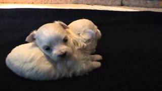 Cuccioli Cane Maltese 4 Settimane  Video Animali [upl. by Lorry535]