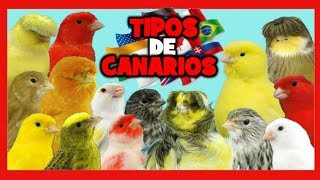 TIPOS de CANARIOS 🐤 RAZAS de CANARIOS 🌍 Canarios de Canto Canarios de Color y Canarios de Postura [upl. by Sirhc]