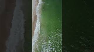 Spotted these sharks today at the Florida shore shark florida [upl. by Brass706]