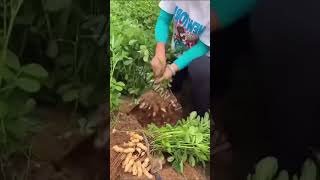 harvesting groundnut ❤️ youtubeshorts everyone trending funny [upl. by Yrelbmik406]