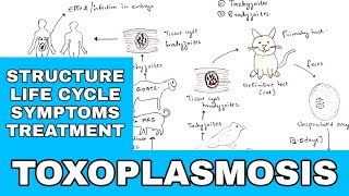 Toxoplasmosis  Toxoplasma gondii  Structure Life cycle Symptoms Treatment  Bio science [upl. by Audy345]