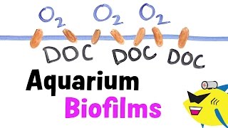 Aquarium Biofilms Learn About Prevent and Eliminate [upl. by Shrier]