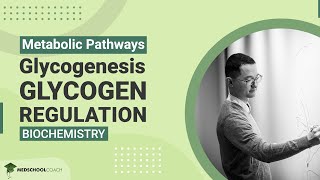 Glycogenesis and Glycogen Regulation [upl. by Islehc]