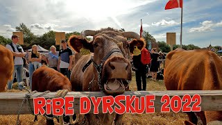 Ribe Dyrskue 2022 [upl. by Sorcha360]