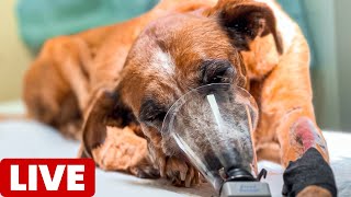 How to Save a Dog Suffering from Laryngeal Paralysis [upl. by Ben]