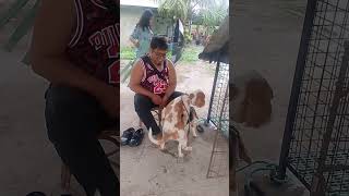 Beagle dog stud service at Manaoag Pangasinan [upl. by Garlaand]