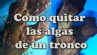 Como quitar las algas de un tronco para poderlo utilizar en otro proyecto [upl. by Auqinahs]