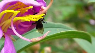 Heterotrigona itama foraging Melastoma malabathricum senduduk flower [upl. by Lenneuq73]