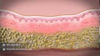 Placenta Embryology and Functions [upl. by Airekahs]