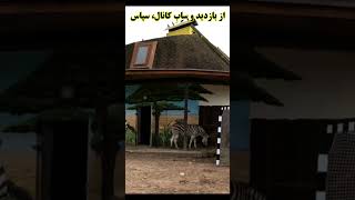 تفکر گورخری باغ وحش مینسک بلاروسبلاروس باغ وحش بلاروسيا zoo [upl. by Togram961]