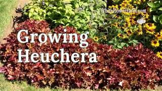 Growing Heuchera [upl. by Koerlin]