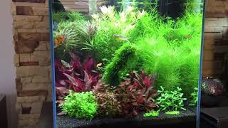 Akwarium roślinne kostka planted aquarium cube optiwhite Aquael Leddy Slim Advanced Soil Ada fish [upl. by Horne]