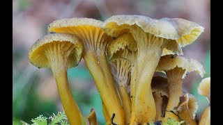 Craterellus tubaeformis buen comestible good edible [upl. by Tnilk]