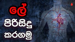 9 ශ්‍රේණිය විද්‍යාව 💘රුධිර සංසරණ පද්ධතිය 💘 6 පාඩම  Grade 9 Science  Human Circulatory System [upl. by Rekrap]