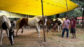 अकलूज मंडी मैं आ गये एक से बढकर एक मारवाडी घोडा घोडी देख कर मजा आ जायेगा 2024 [upl. by Okia]