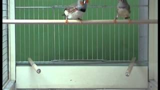 Zebra Finch Pair Courtship  Mounting [upl. by Ketchum]