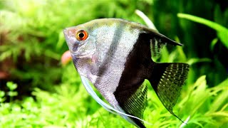 5 Fascinating Facts About Angelfish You Didnt Know [upl. by Noira901]