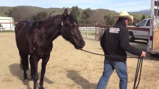 Fixing a horse that rushes off the trailer [upl. by Eetsirhc]