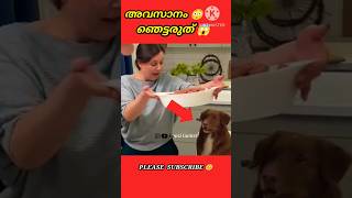 ഈ വീട്ടമ്മയുടെ വളർത്തു നായ 🐶🐶 കൊടുത്ത പണി കണ്ടാൽ നിങ്ങൾ ഞെട്ടും 😳😱  shorts viral [upl. by Thecla]