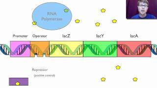 Gene Regulation [upl. by Neirda]