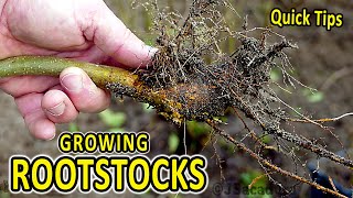 Quick Rootstock Tips  An EASY way to obtain FREE ROOTSTOCKS [upl. by Rorry]