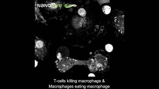 Label free Live Cell Imaging T cells killing macrophage amp macrophages eating macrophage [upl. by Dnaltiac]