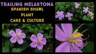 Spanish Shawl Plant  Dissortis rotundifolia  Trailing Melastoma Care Guide  Nandanam Exotics [upl. by Ellehcram]