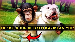 HEKKO 100 DOLARLIK ACÜR ALMAYA GİDİYOR [upl. by Aneis816]