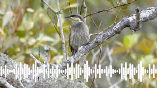 Mangrove Honeyeater Call  Australian Bird Sounds amp Songs [upl. by Darce]