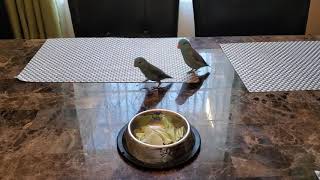 Blue parrotlet couple eating breakfast and fighting [upl. by Ettenahs133]