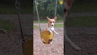 Corgi Masters How to Make a Gymnastic Turn in Swing Game ThePrincessCorgi  Cute amp Funny Puppy Dog [upl. by Nailimixam]