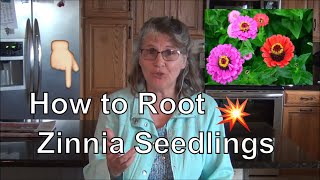 How to Root Zinnia Seedlings Propagating Zinnia PlantsZinnia 101 [upl. by Cyn]