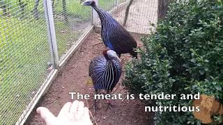 Vulturine Guinea Fowl Got Its Name Because Of Its Appearance Of BluishGray Colored Skin Of The Neck [upl. by Hsuk]