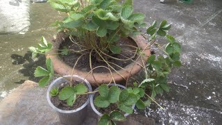 How to grow new strawberry plants from runners strawberry fruit rooftopgarden video [upl. by Etnuahs]